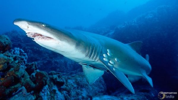 Песчаные акулы становятся каннибалами до рождения