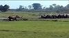 50 пьяных слонов разгромили деревню (видео)