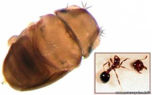 Муха лишает муравья головы