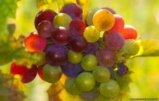На Кубани начал плодиться разноцветный съедобный виноград