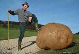 Белорус изобрел ноу-хау - «картофелесажалку»