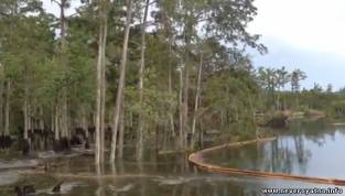 Лес утонул в озере, Луизиана (видео)