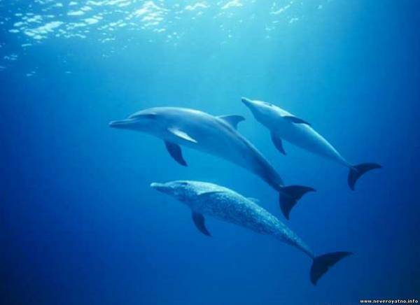 На атлантическое побережье США выбросилось рекордное число дельфинов
