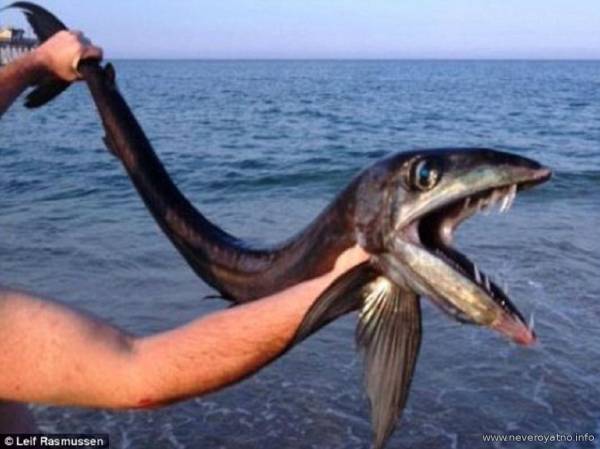 Морское чудовище поймано на удочку