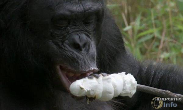 Шимпанзе приготовил десерт на костре (видео)