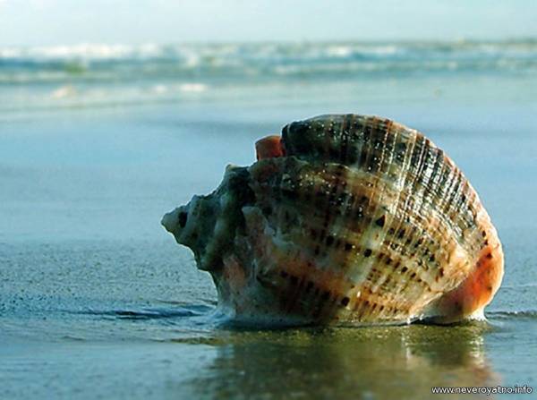 Гигантский моллюск на реке Миссисипи