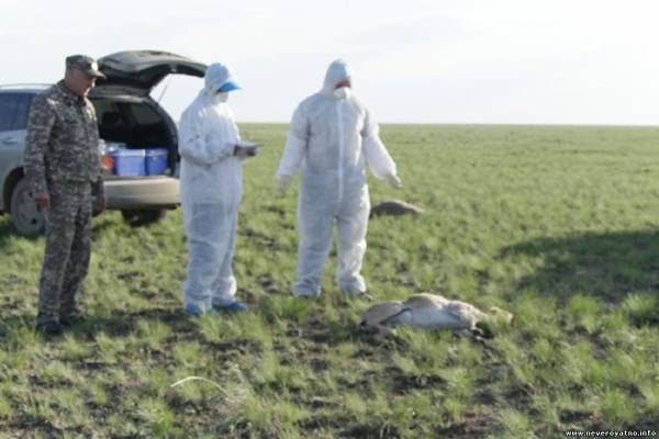 Массовая гибель антилоп в Казахстане (дополнено, ВИДЕО)