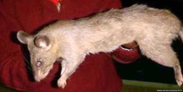 Гигантские крысы-мутанты распространяются в Европе