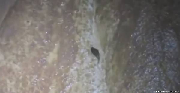Рыба, ползущая по стене (видео)