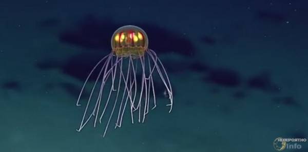 В Марианской впадине обнаружена необычайная медуза (видео)