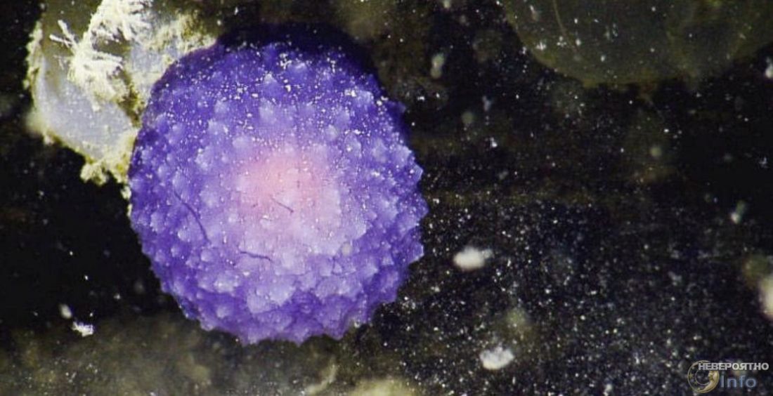 В море найдено неизвестное науке круглое фиолетовое существо (видео)