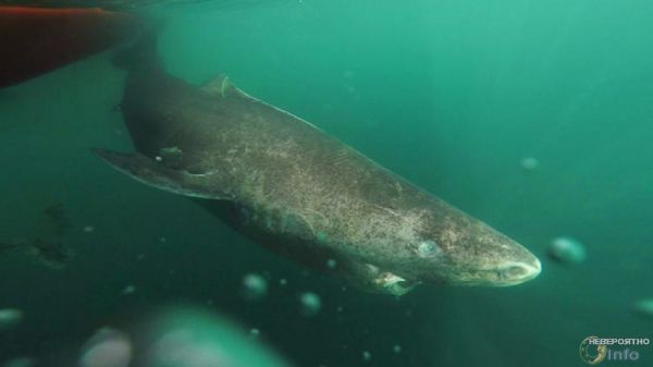 Гренландская акула прожила 400 лет
