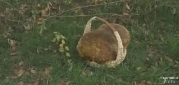 Житель Краснодара нашел гриб, который не давал себя фотографировать