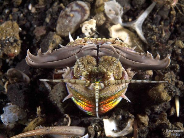Трехметровый червь-убийца атакует со дна океана (видео)
