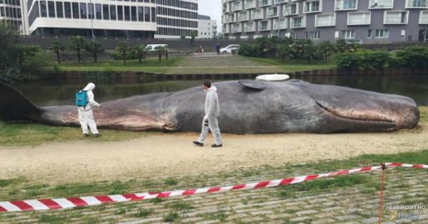 На берегу реки Арканзас обнаружен огромный 40-метровый кит
