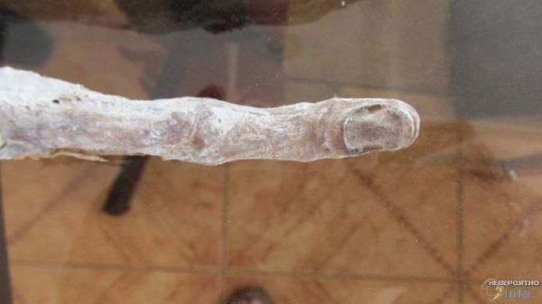 В Перу найдена необычная рука