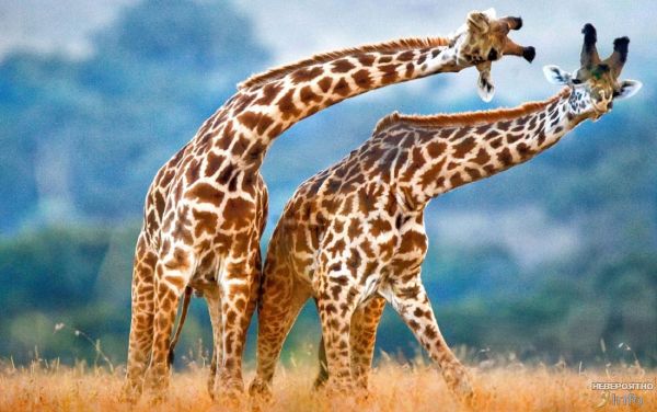 Ученые выяснили, что молоко жирафов гораздо полезнее коровьего