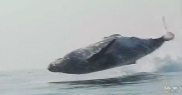 Гигантский кит целиком выскочил из воды (видео)