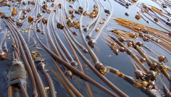 Сотни «морских змей-гигантов» из США выбросило на берег Чукотки