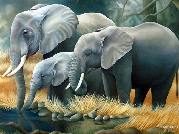 Учитесь человечности у слонов (видео)