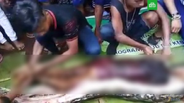 Гигантский питон целиком проглотил женщину в Индонезии (видео)