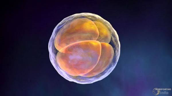 Эмбриональное развитие разобрали по генам