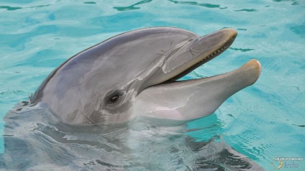 Боевые дельфины Ирана: привет из Севастополя