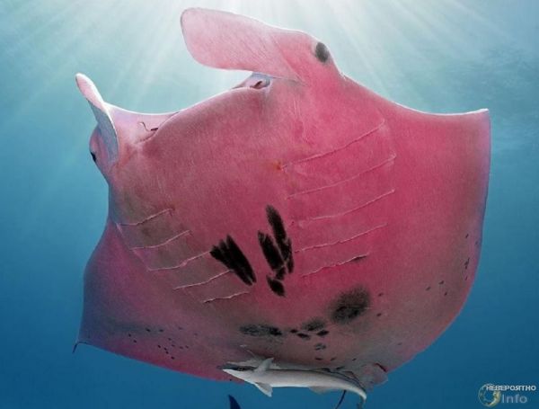 Скат, похожий на розовый цветок, появился у берегов Австралии