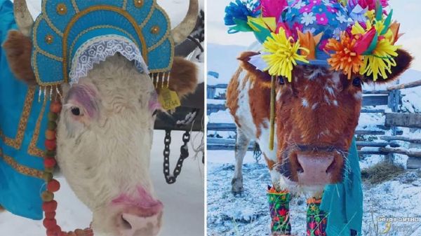 В Якутии прошел конкурс красоты среди коров и быков (фото)