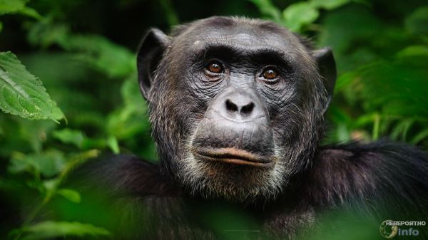 В эстонском зоопарке шимпанзе сам убрал вольер и помыл окна (видео)