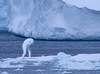 Нингены:гуманоиды из антарктических вод