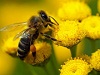 Не станет пчел - через 4 года исчезнут люди